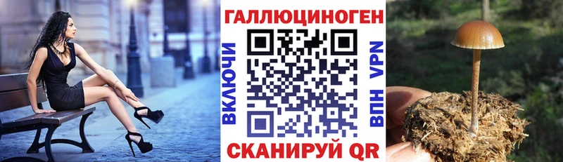 блэк спрут как зайти  Шимановск  Галлюциногенные грибы Psilocybine cubensis 